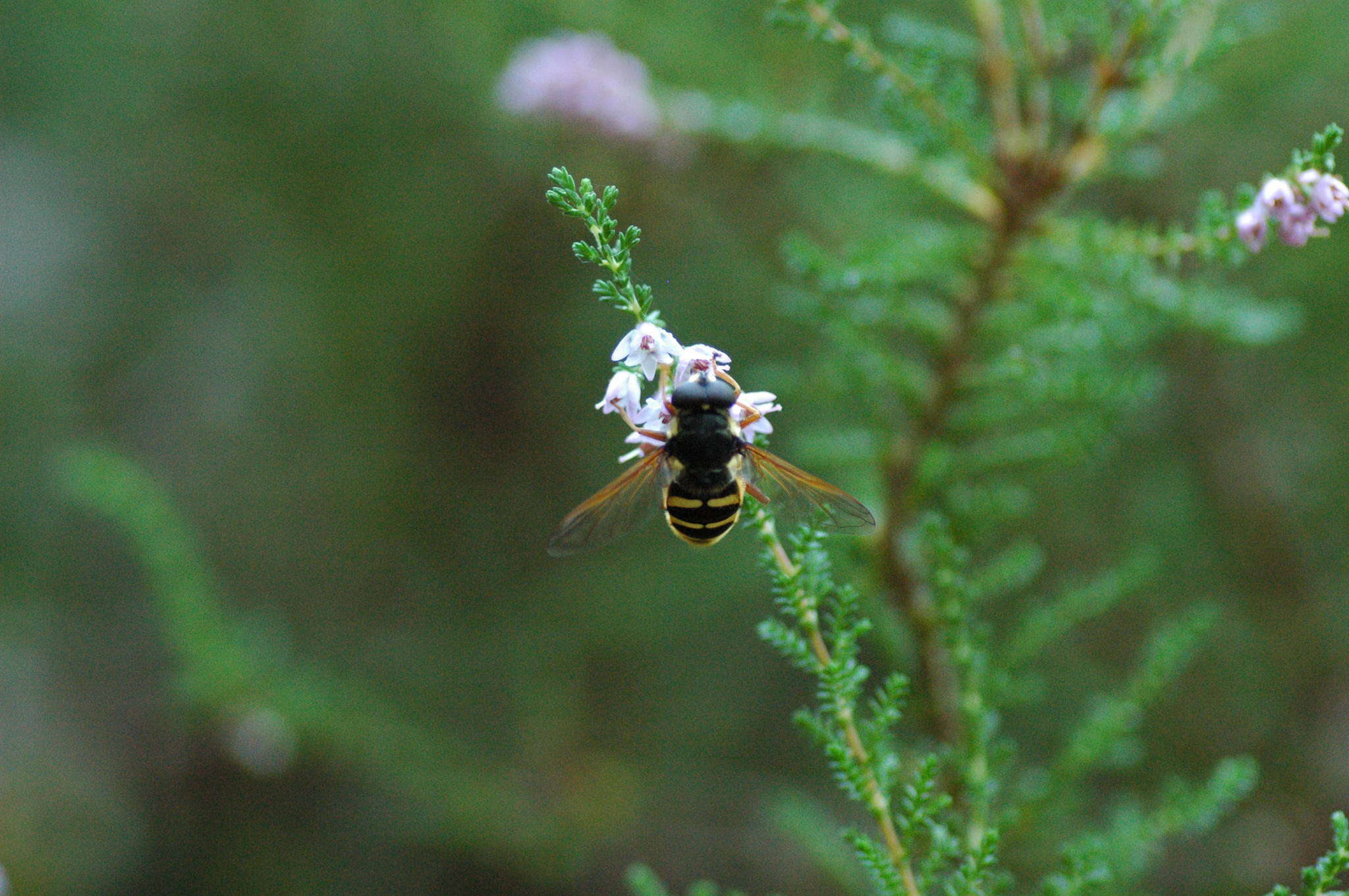 Image of Sericomyia silentis (Harris 1776)