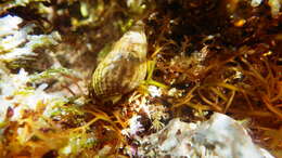 Image of Mediterranean intertidal hermit crab