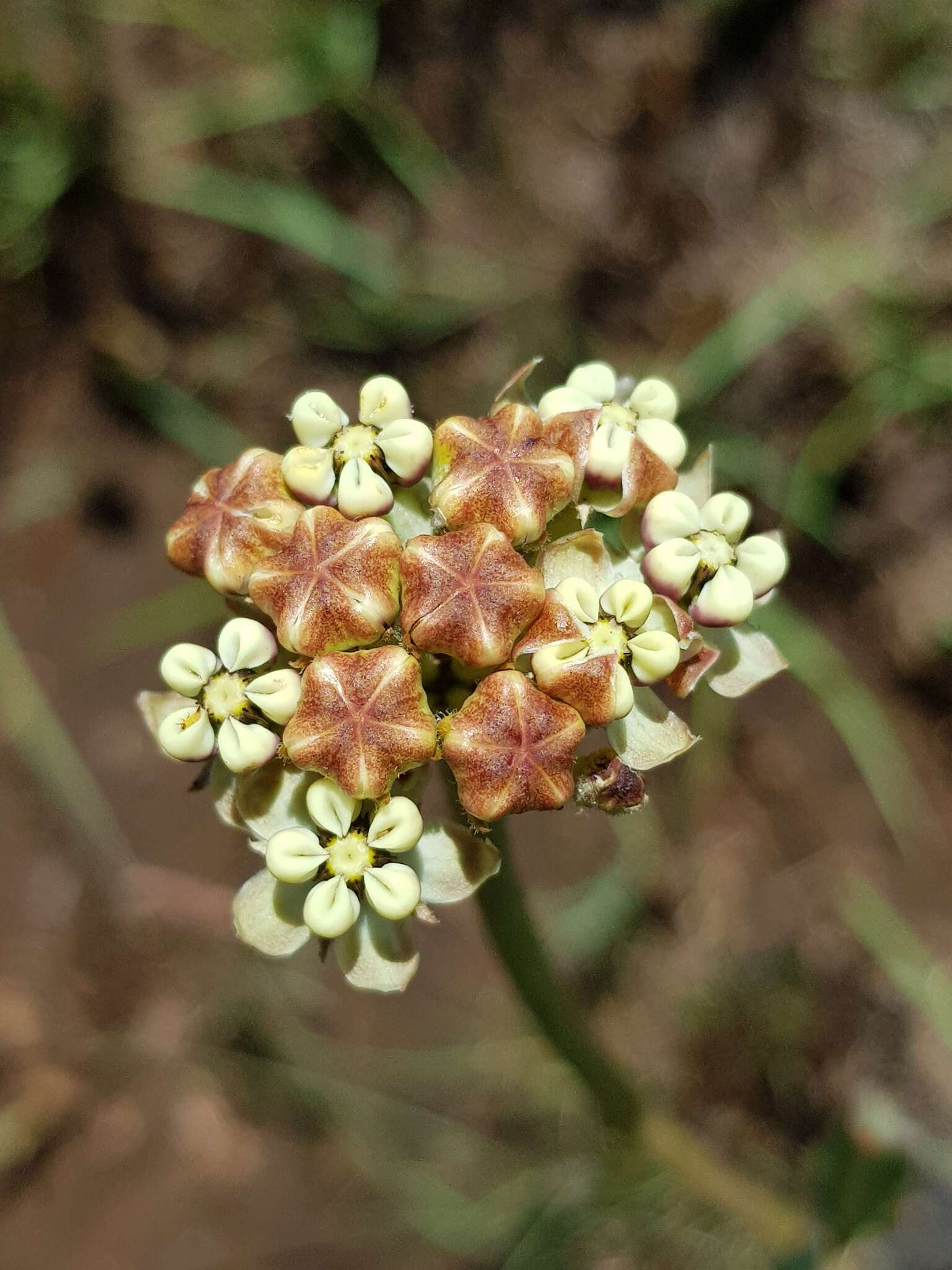 صورة Asclepias fallax (Schltr.) Schltr.