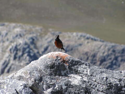 Image of Cape Rock-jumper