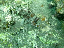 Image of Madeira Rock-fish