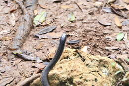 Image of Borikenophis Hededges & Vidal ex Hedges, Couloux & Vidal 2009