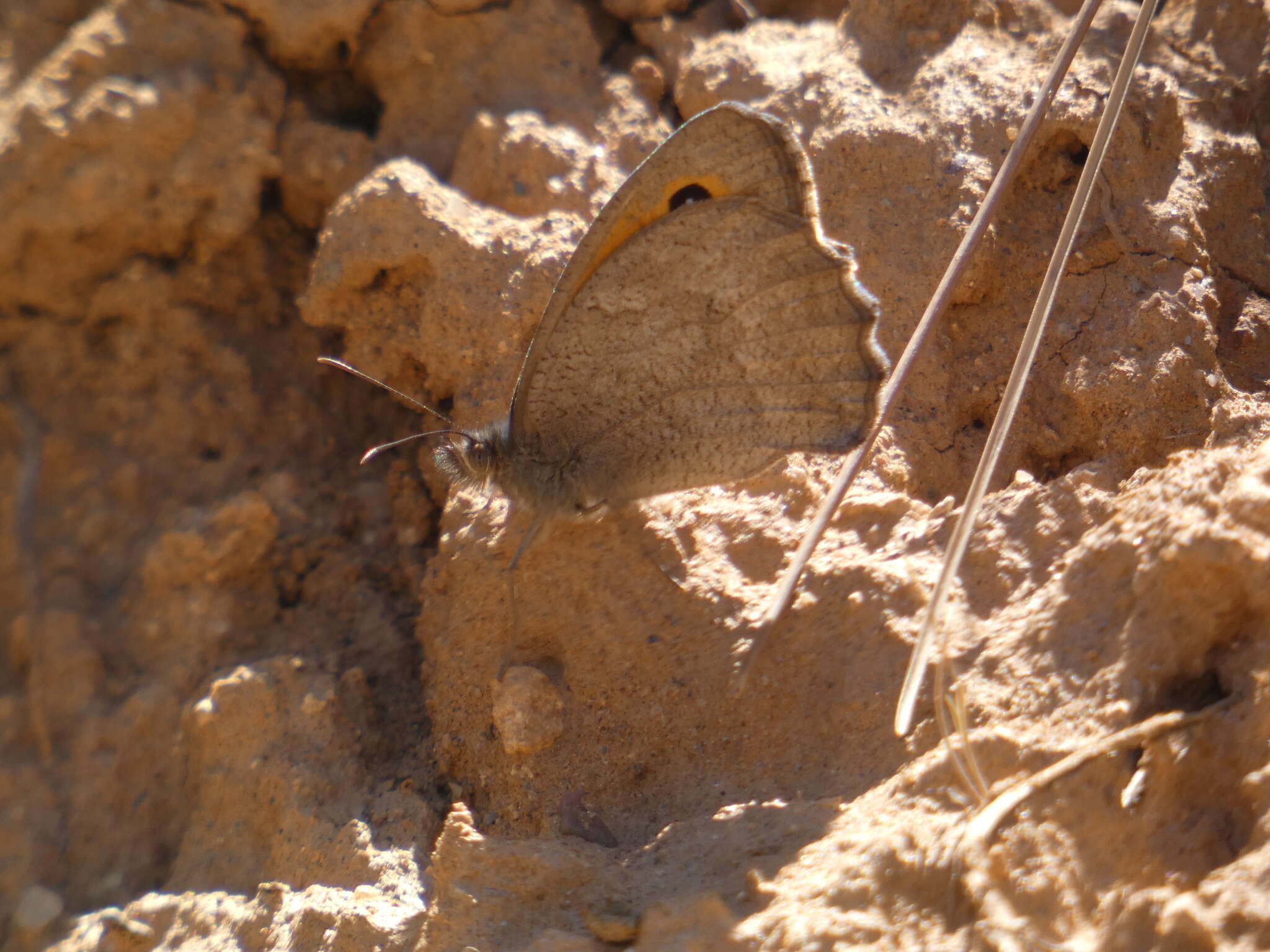 Image of Hyponephele lupinus Costa 1836