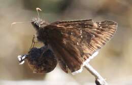 Image of Mournful Duskywing