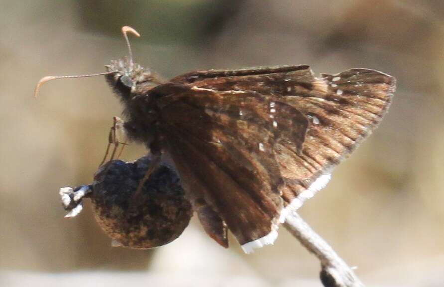 Image of Mournful Duskywing