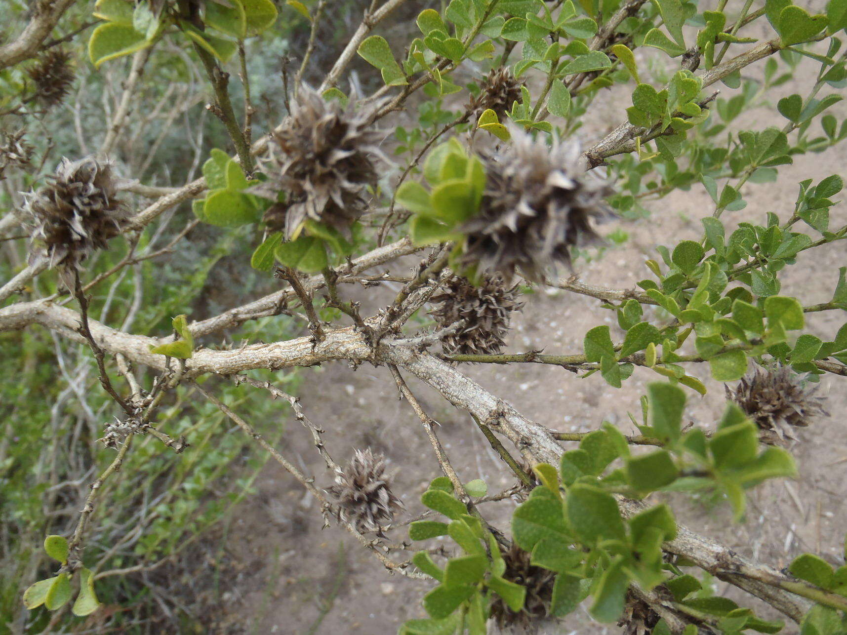 Image of Otholobium bracteolatum (Eckl. & Zeyh.) C. H. Stirt.