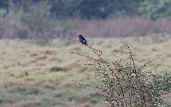 Halcyon cyanoventris (Vieillot 1818) resmi