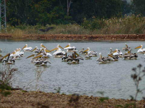 Image of Great White Pelican