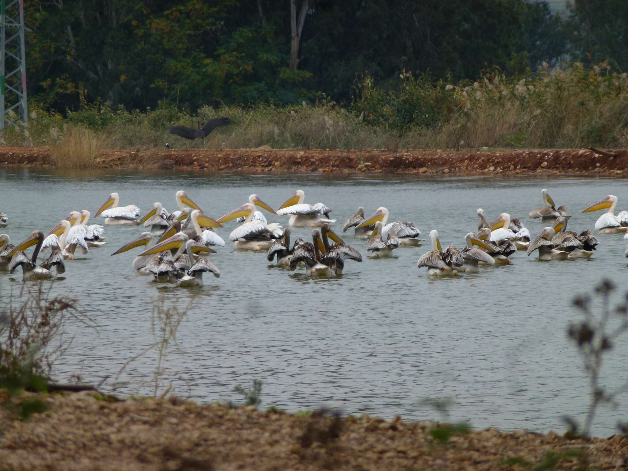 Image of Great White Pelican