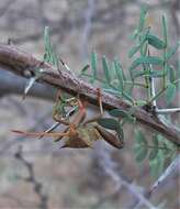 Image of Mozena arizonensis Ruckes 1955