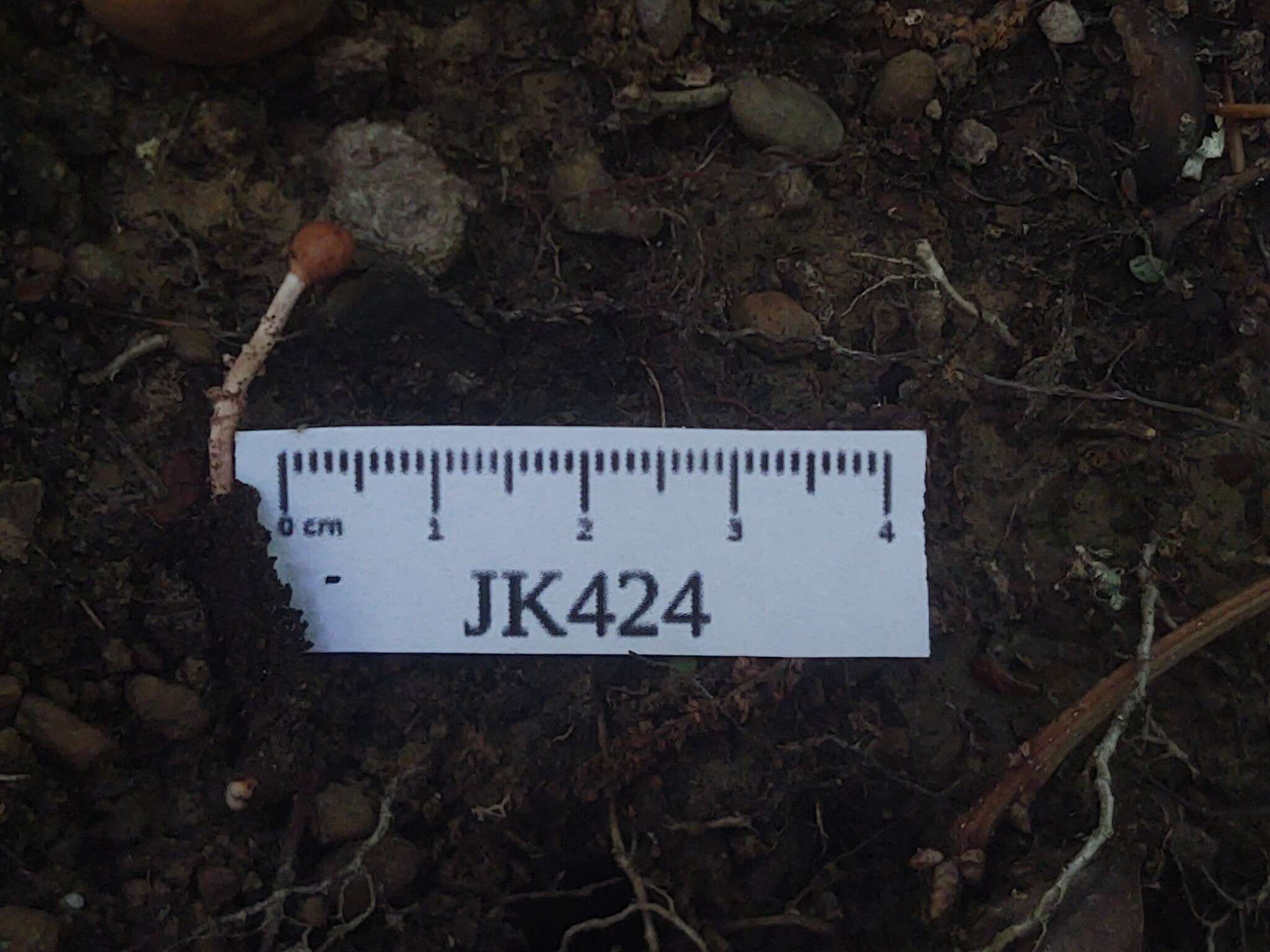 Image of Paraisaria gracilioides (Kobayasi) C. R. Li, M. Z. Fan & Z. Z. Li 2004