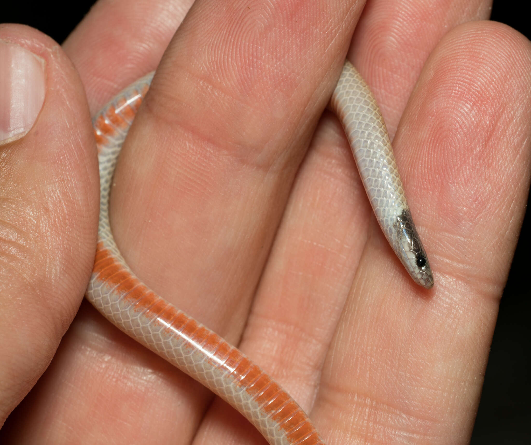 Image of Western Blackhead Snake