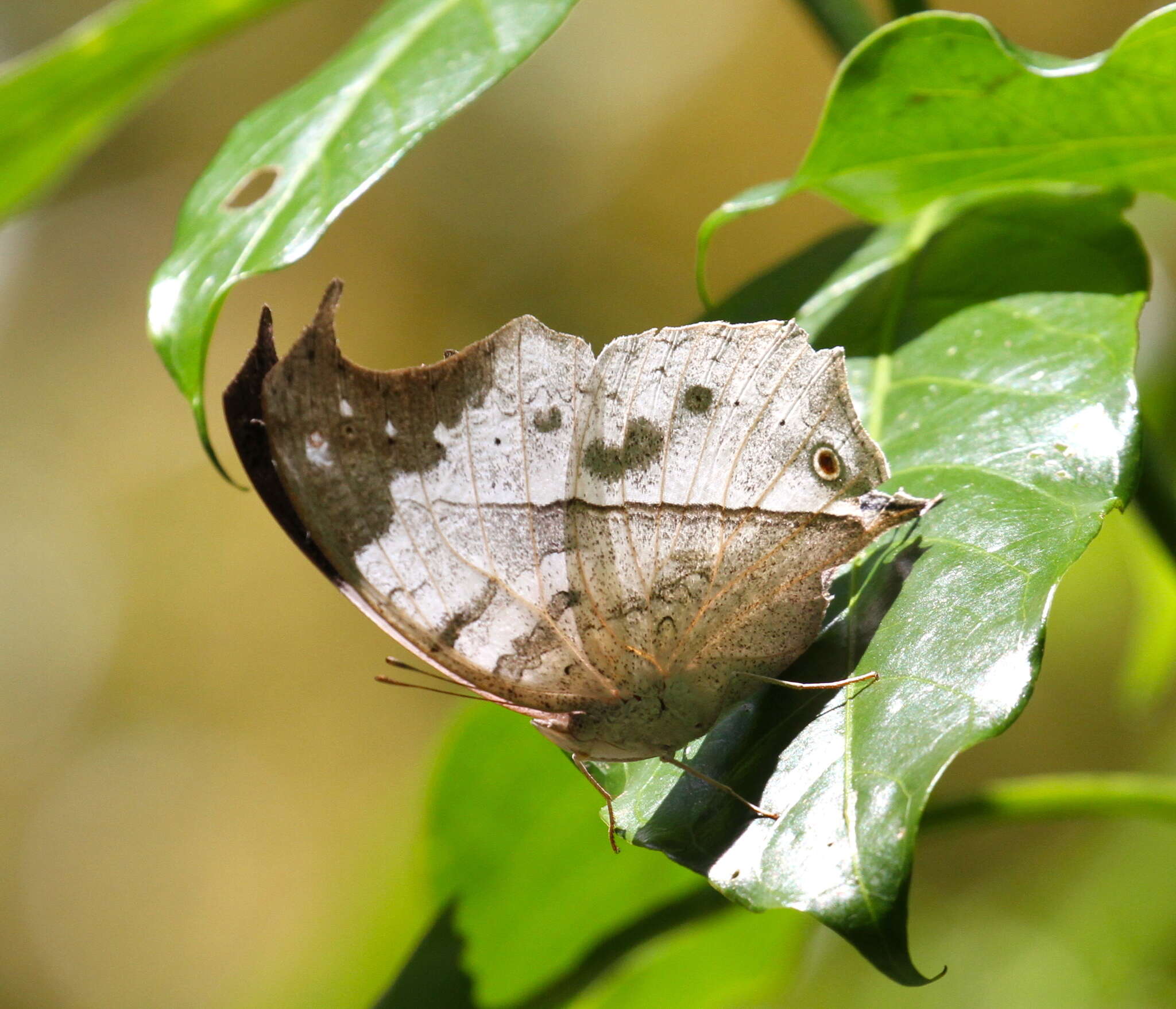 Image of Protogoniomorpha duprei (Vinson 1863)