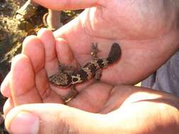 Image of Rough Thick-toed Gecko