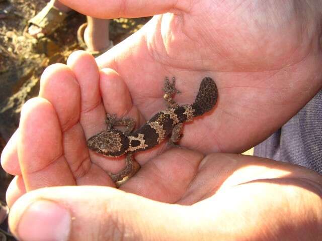 Image of Rough Thick-toed Gecko