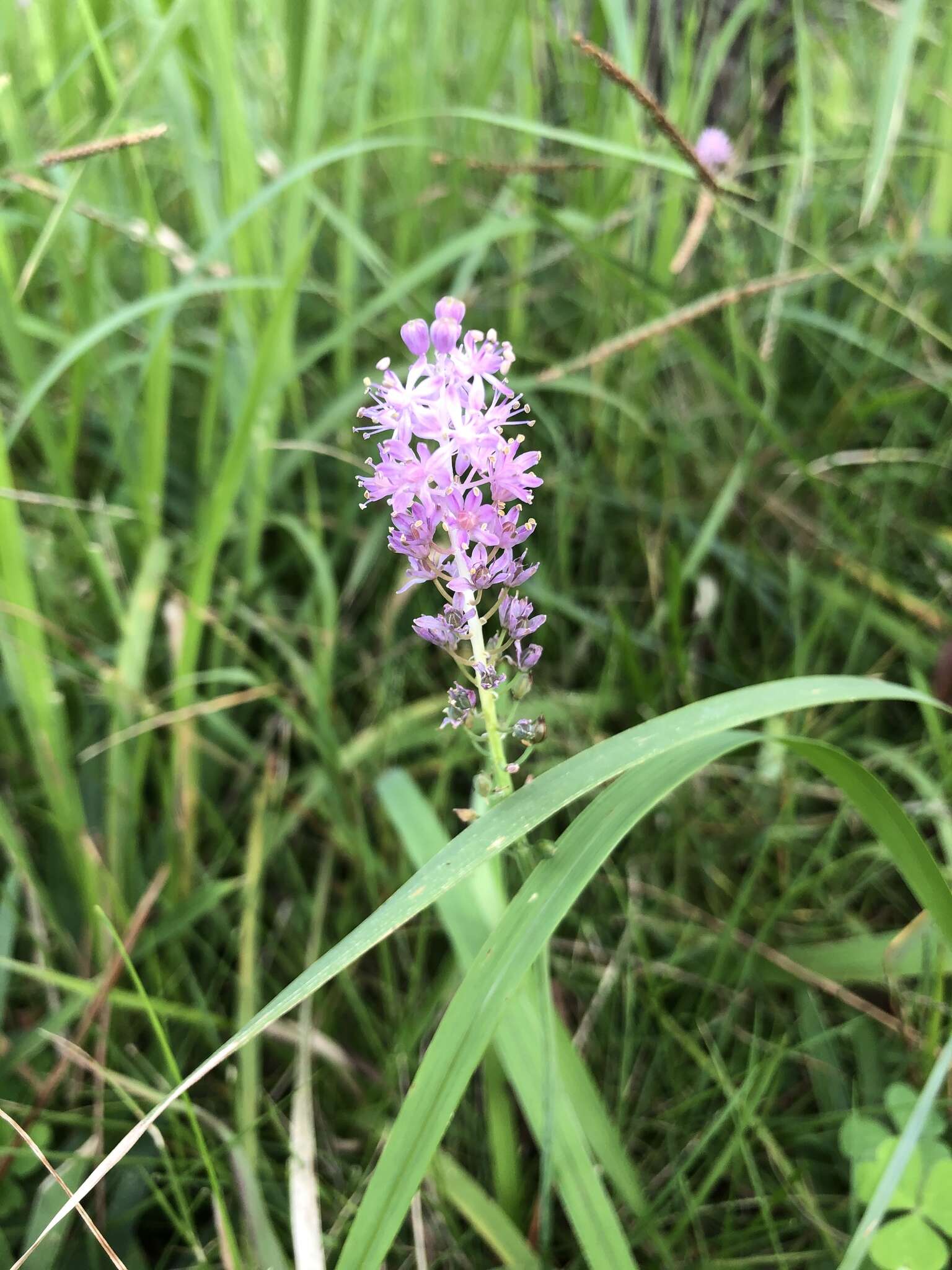 Image of Barnardia japonica (Thunb.) Schult. & Schult. fil.