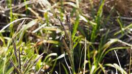 Image of Western Rough Sedge