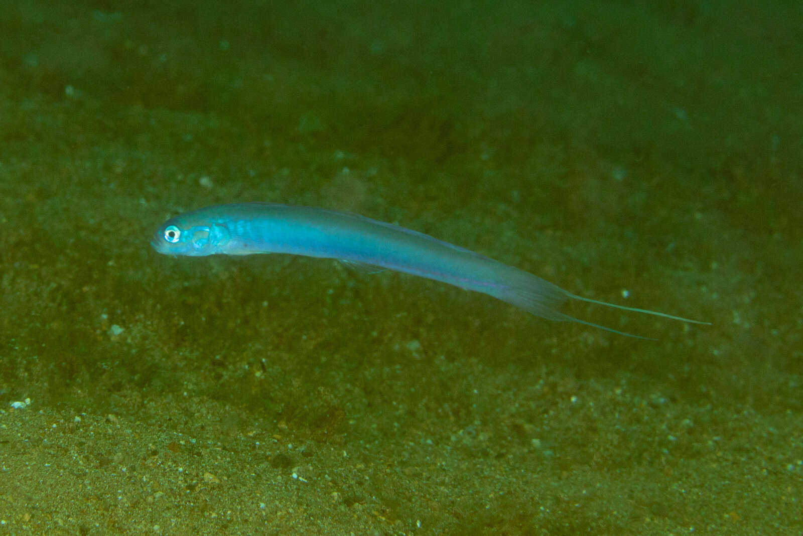 Image of Blue hana goby