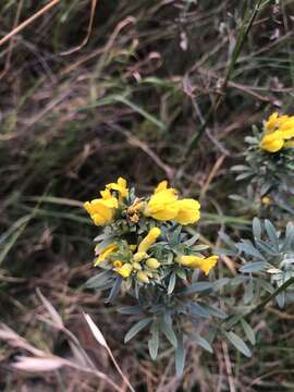 Imagem de Cytisus austriacus L.