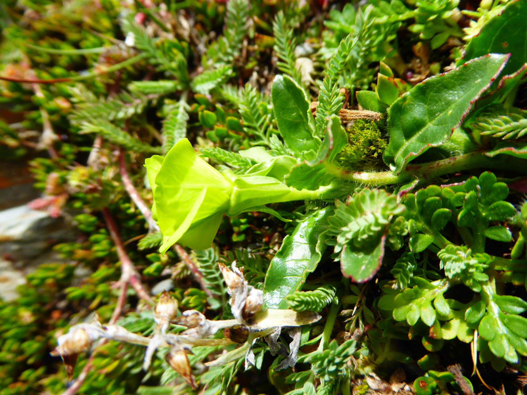 Sivun Oenothera multicaulis Ruiz & Pav. kuva