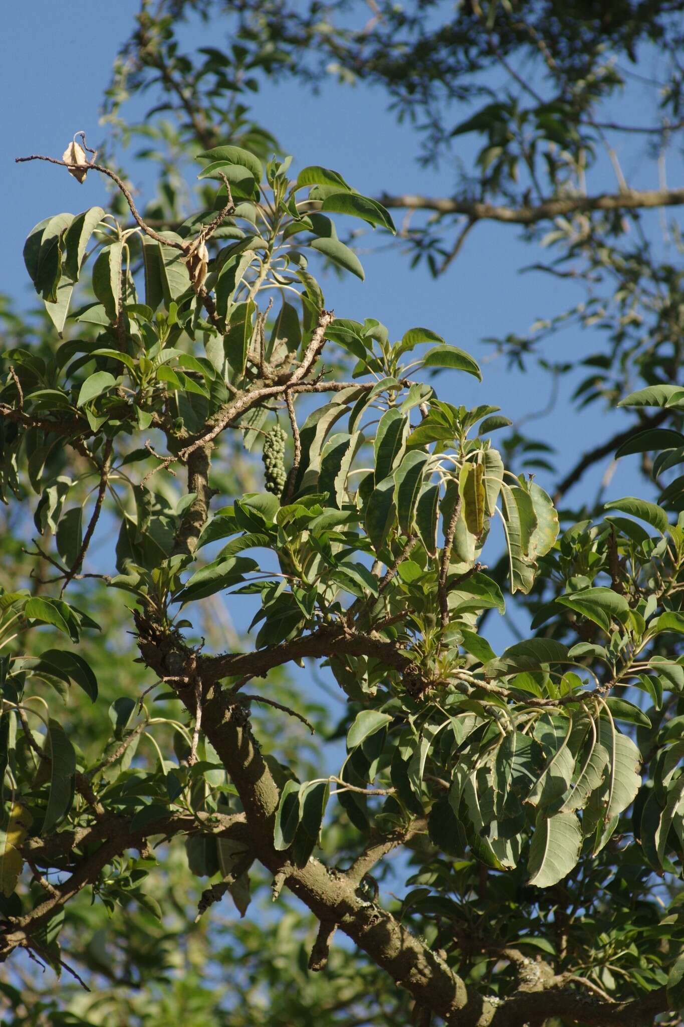 Слика од Phytolacca dioica L.