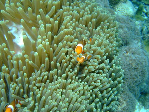 Imagem de Amphiprion ocellaris Cuvier 1830