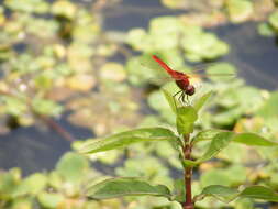 <i>Urothemis signata yiei</i> Asahina 1972 resmi