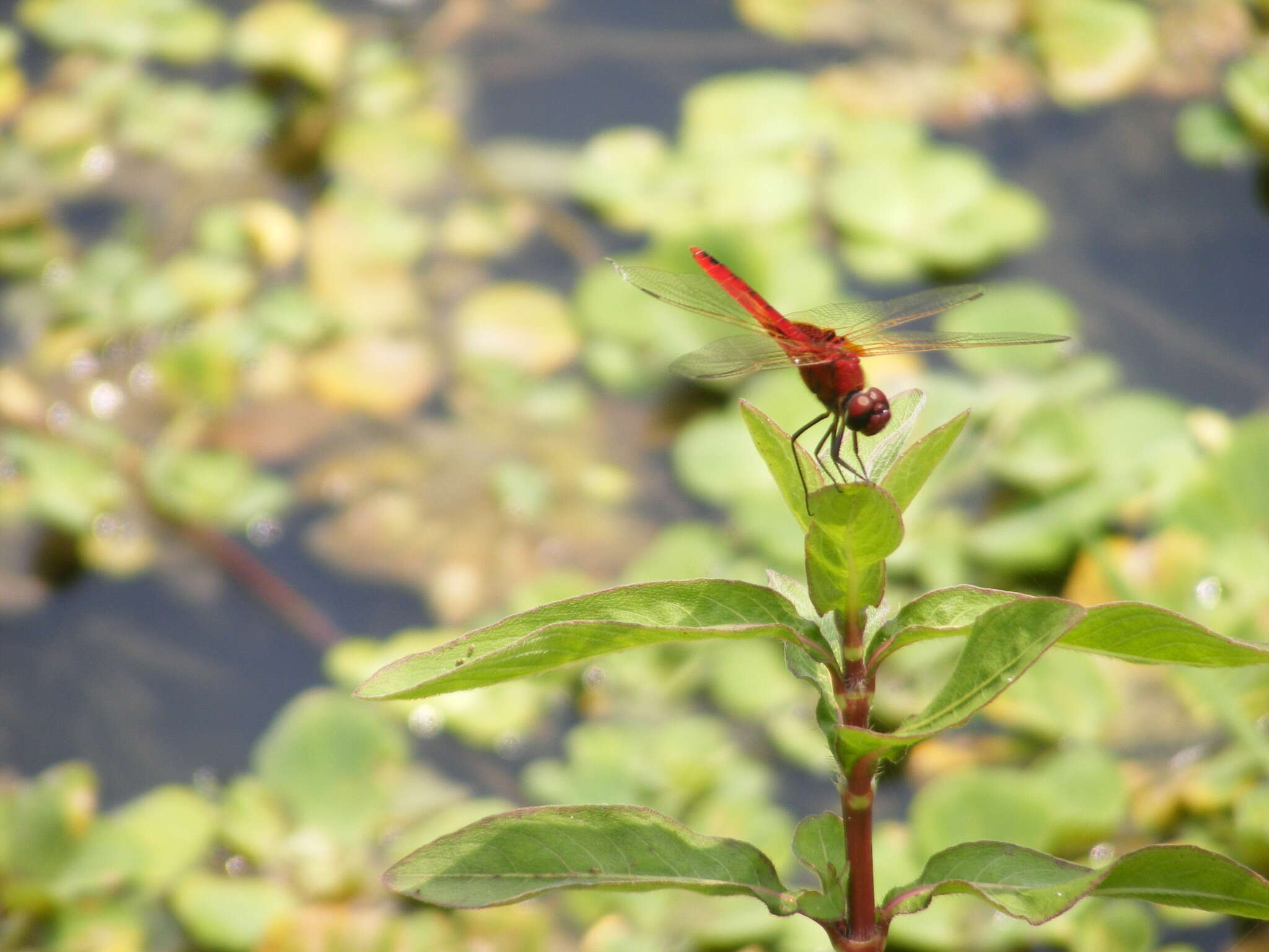 Imagem de <i>Urothemis signata yiei</i> Asahina 1972