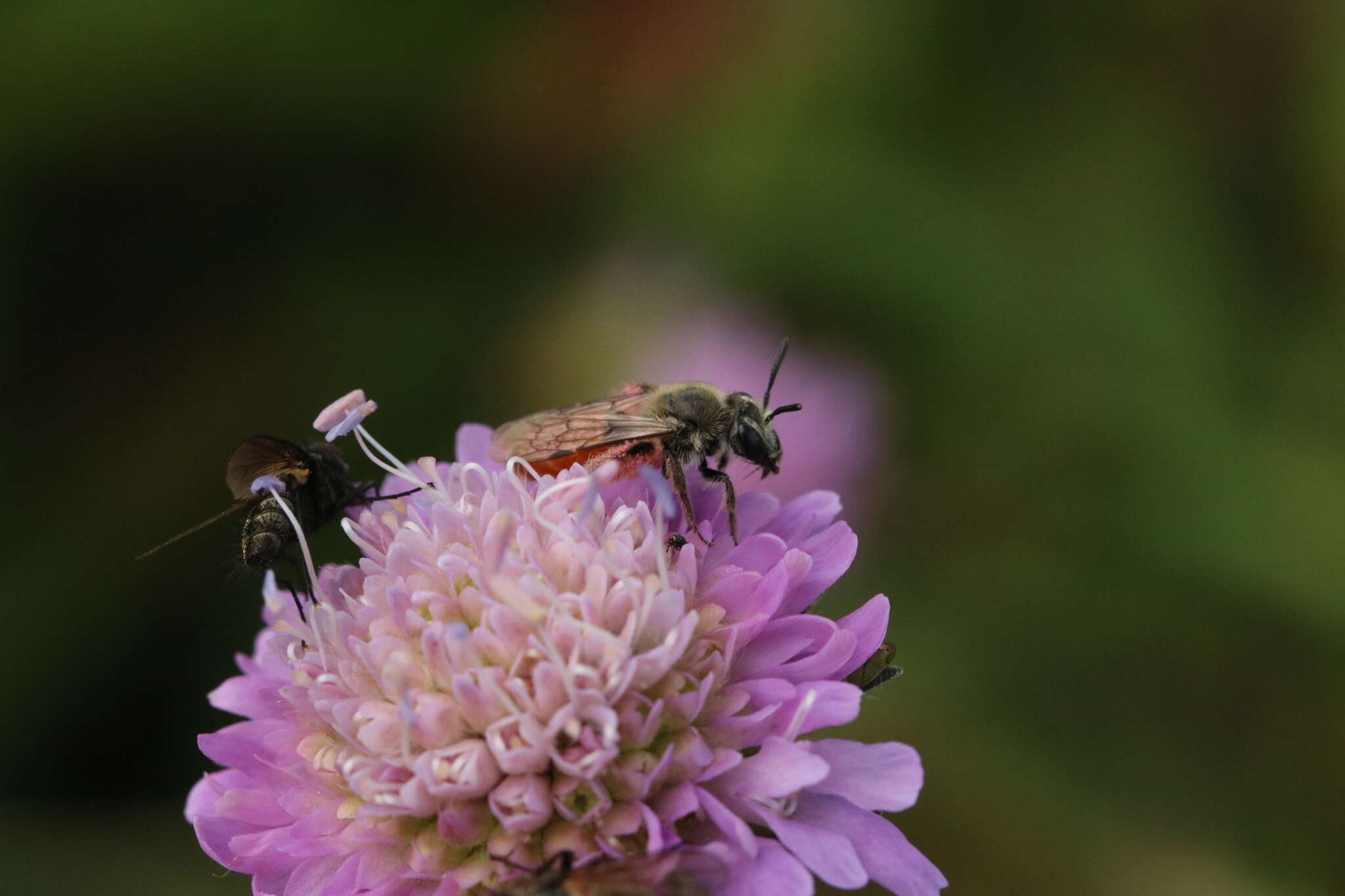 Image of Andrena marginata Fabricius 1776