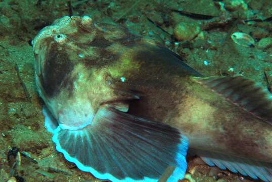 Image of Banded stonelifter