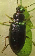 Image de Bradycellus (Stenocellus) californicus (Le Conte 1857)