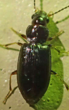 Imagem de Bradycellus (Stenocellus) californicus (Le Conte 1857)