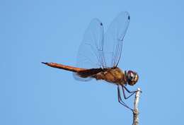 Tramea abdominalis (Rambur 1842) resmi