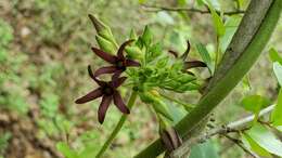 Image of oldfield milkvine