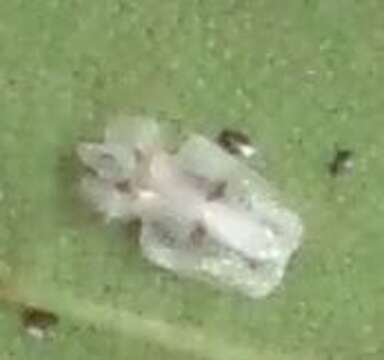 Image of Sycamore Lace Bug