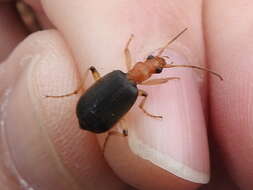 Image of Brachinus (Neobrachinus) adustipennis Erwin 1969