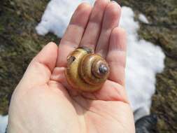 Image of Lister's River Snail