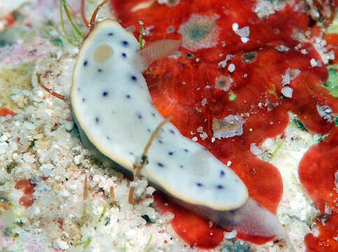 Image of Chromodoris aspersa (Gould 1852)