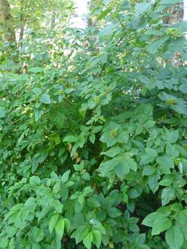 Cornus sericea subsp. occidentalis (Torr. & A. Gray) Fosberg resmi