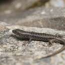 Image of Spotted Skink