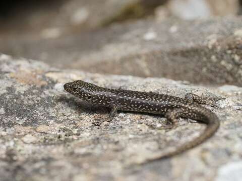 Image of Spotted Skink