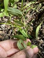 Image of Florida Bellwort