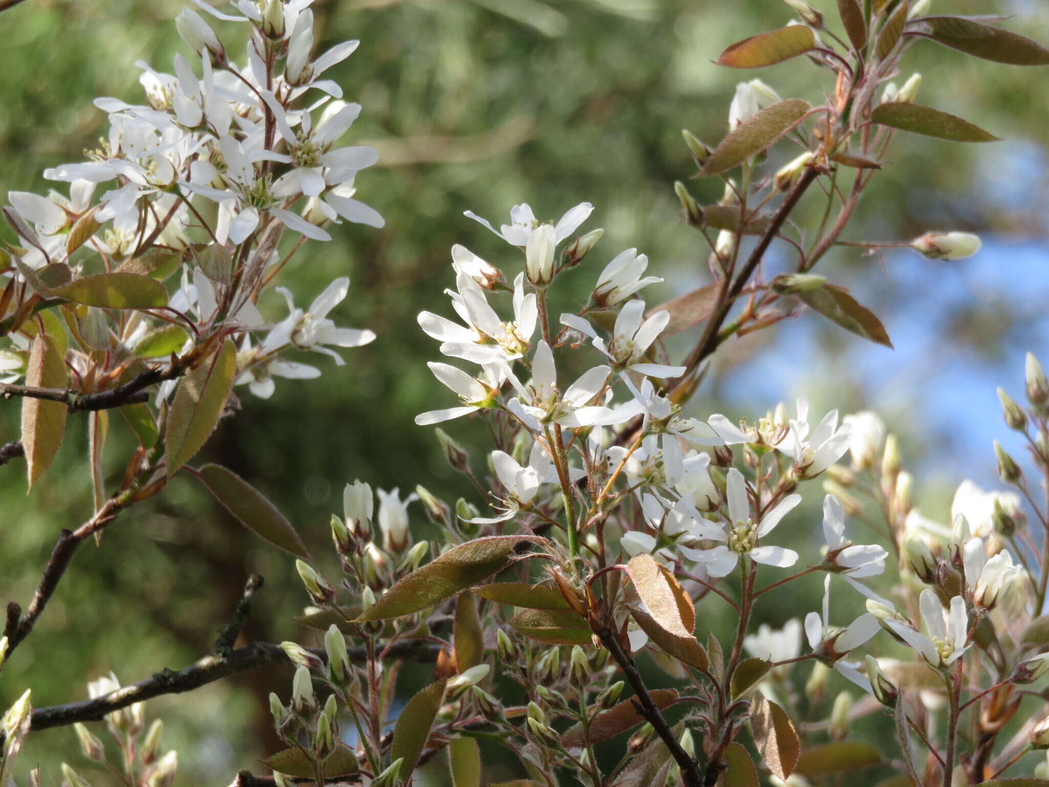 Image de Amelanchier lamarckii F. G. Schroed.