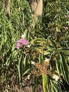 Image of Hydrangea longifolia Hayata