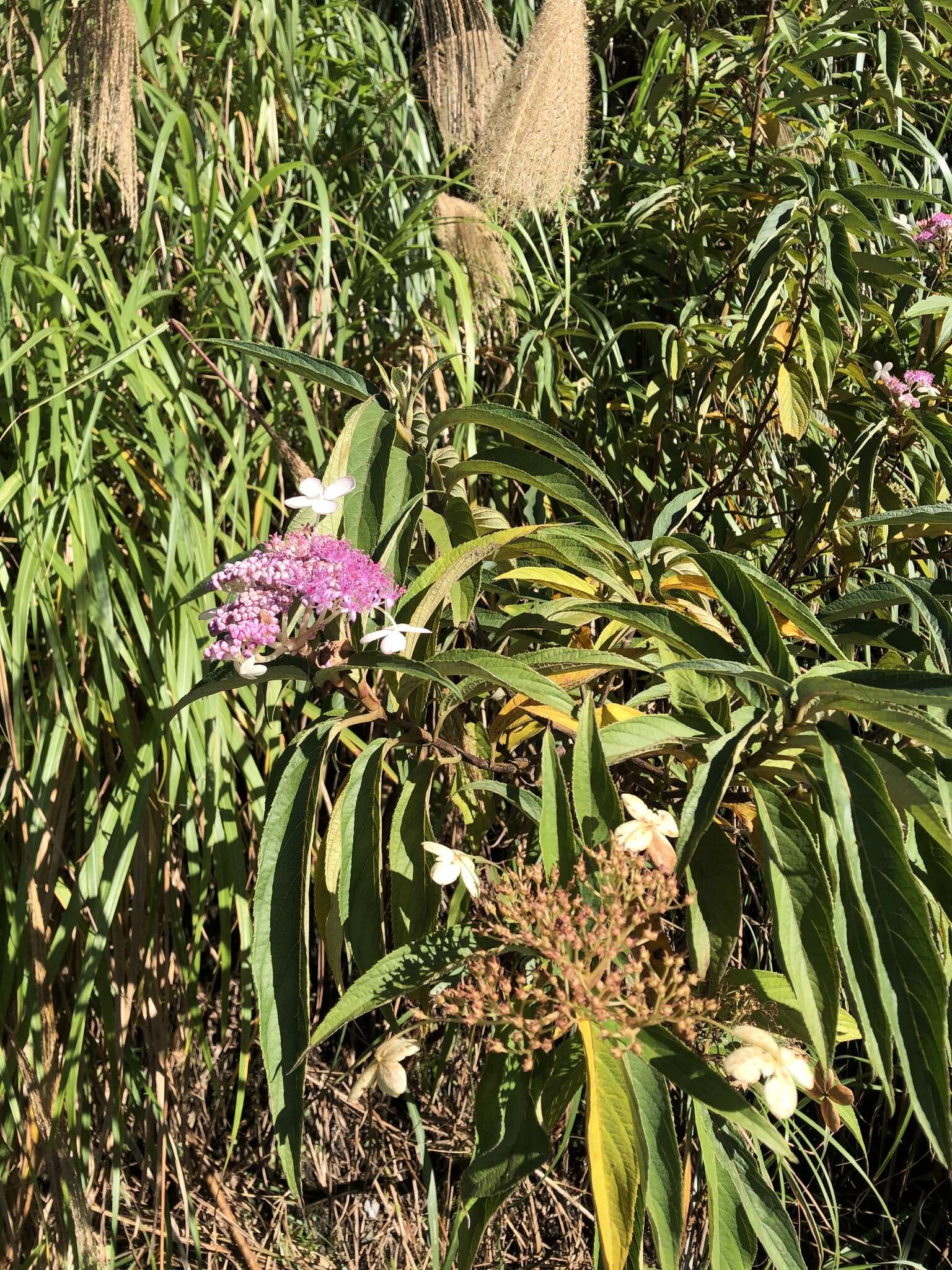 Image of Hydrangea longifolia Hayata