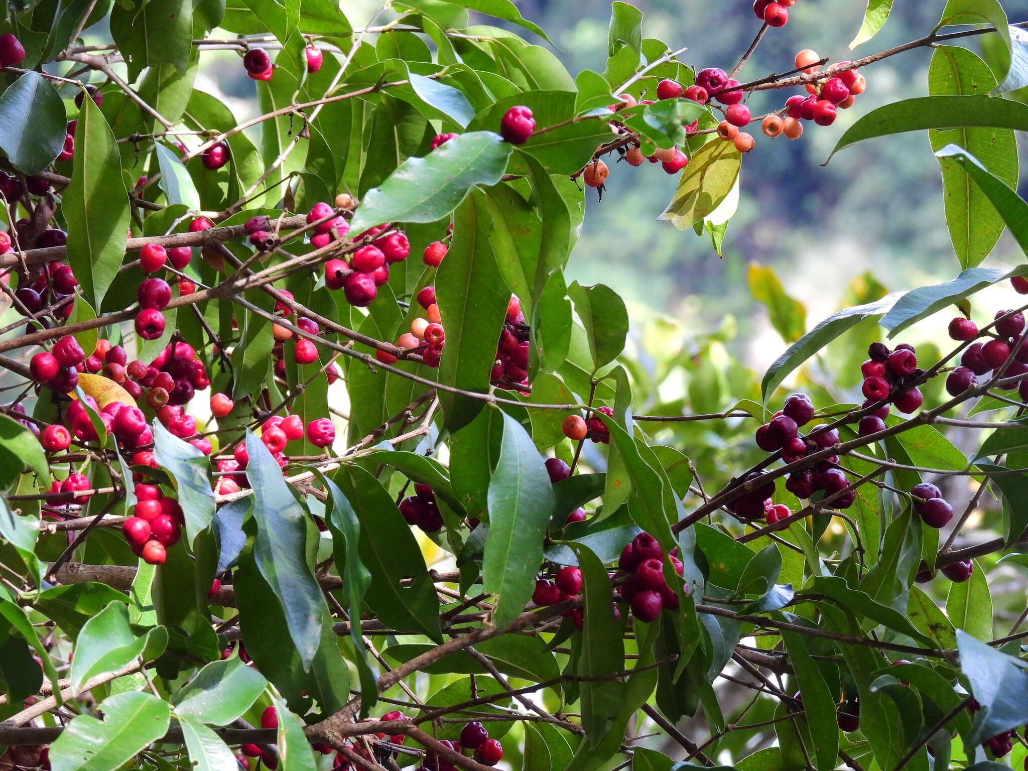 Plancia ëd Syzygium claviflorum (Roxb.) Wall. ex A. M. & J. M. Cowan