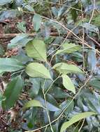 Imagem de Ilex ficoidea Hemsl.