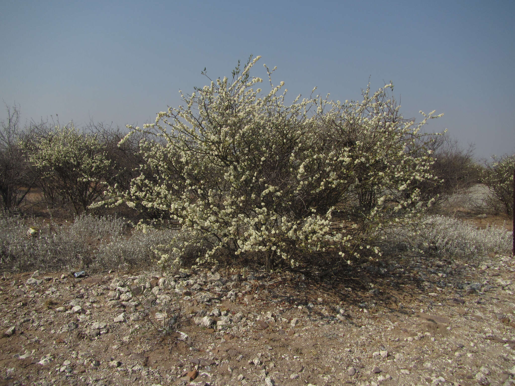 Sivun Senegalia mellifera subsp. detinens (Burch.) Kyal. & Boatwr. kuva