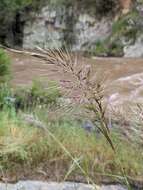 Image of Austrostipa rudis (Spreng.) S. W. L. Jacobs & J. Everett