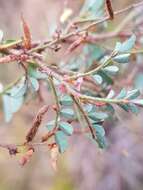 Image de Indigofera adenoides Baker fil.